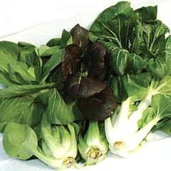 pak-choi