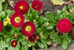 Top Rockery Plants for Growin In UK – Gardeners Tips