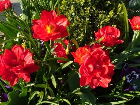 red-double-tulip