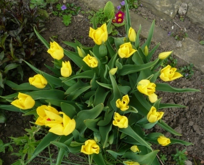 round-tulips