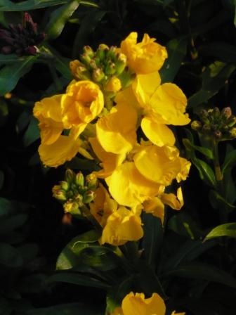 yellow-wall-flower