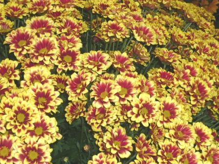 chrysanth-yellow-orinoco