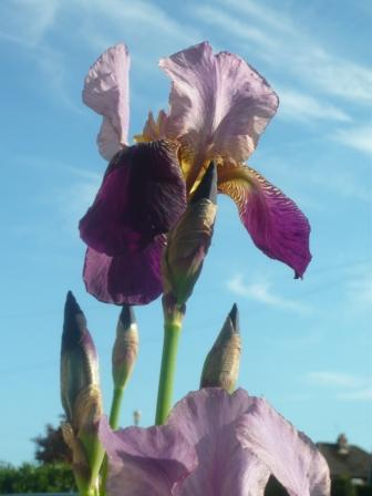 falg-iris