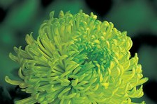 green-chrysanth