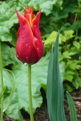 lily-tulip2