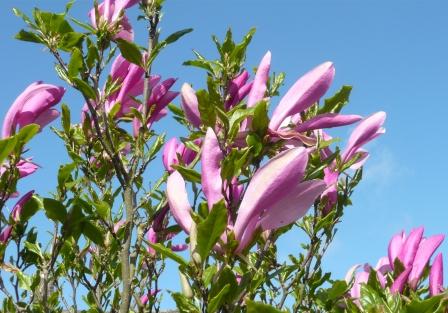 magnolia-sky