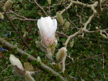 magnolis-buds