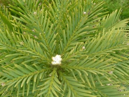 wolemi-pine