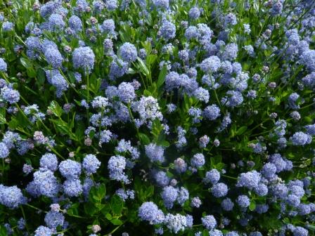 Growing Blue Ceanothus or Californian Lilac | Gardeners Tips