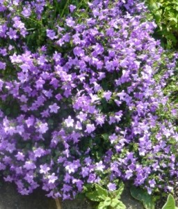 Campanula Family For The Rockery – Gardeners Tips