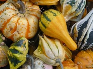 ornamental-gourds