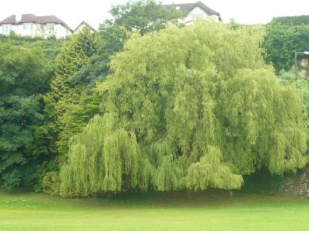 weeping-willow