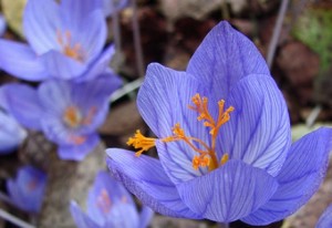 Plant autumn crocus  gardeners tips
