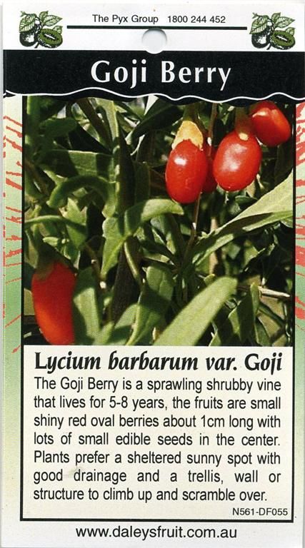 Goji berry seeds