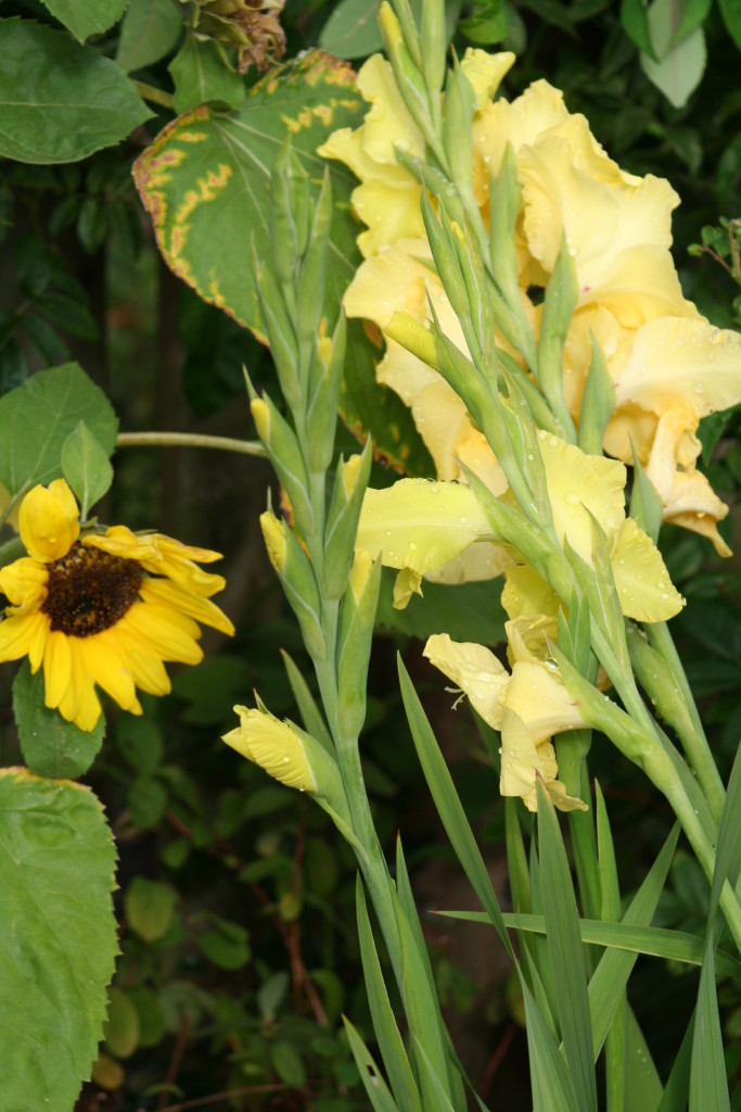 Prize Gladioli Growing & Showing Gardeners Tips