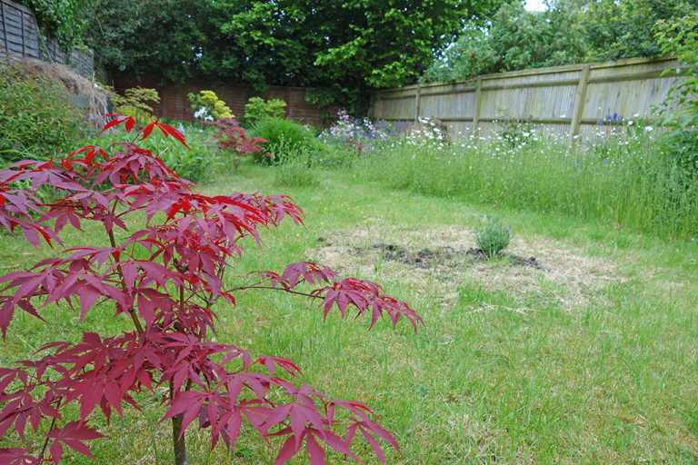 Best Trees for Small Gardens UK – Gardeners Tips