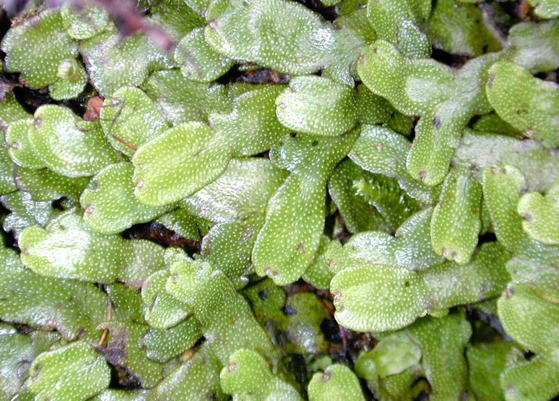 Liverwort Problems And Cures Gardeners Tips Liverwort Problems And Cures Gardeners Tips