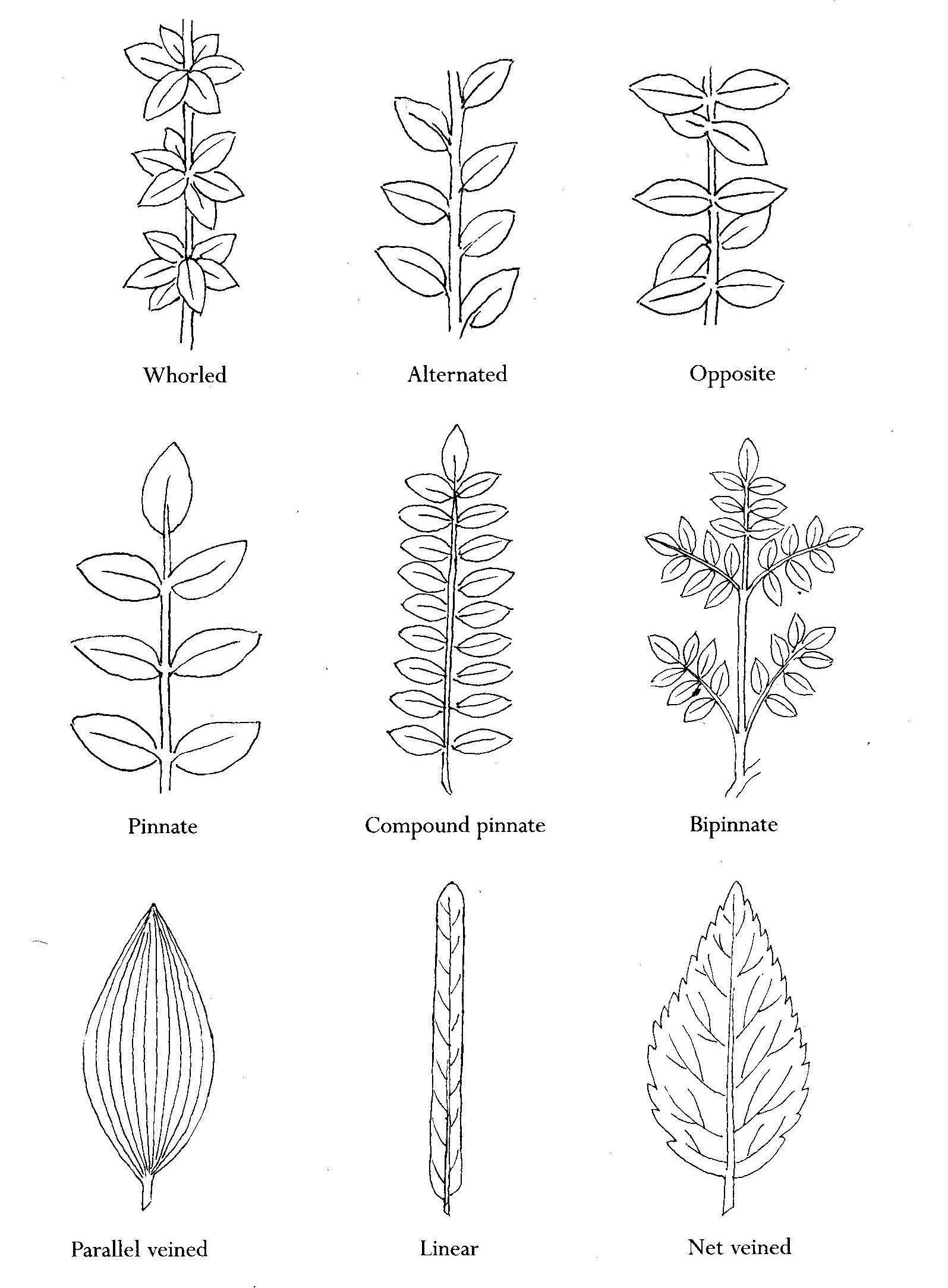 Tree Leaf Design, Shape and Function – Gardeners Tips