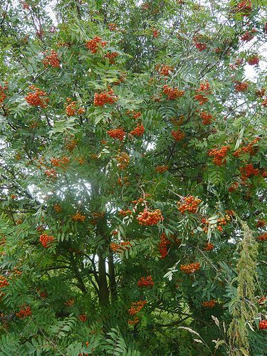 Rowan – Mountain Ash – Root and Branch Review – Gardeners Tips