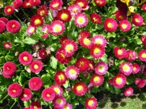 Growing Bellis perennis Pom Pom Daisies – Gardeners Tips