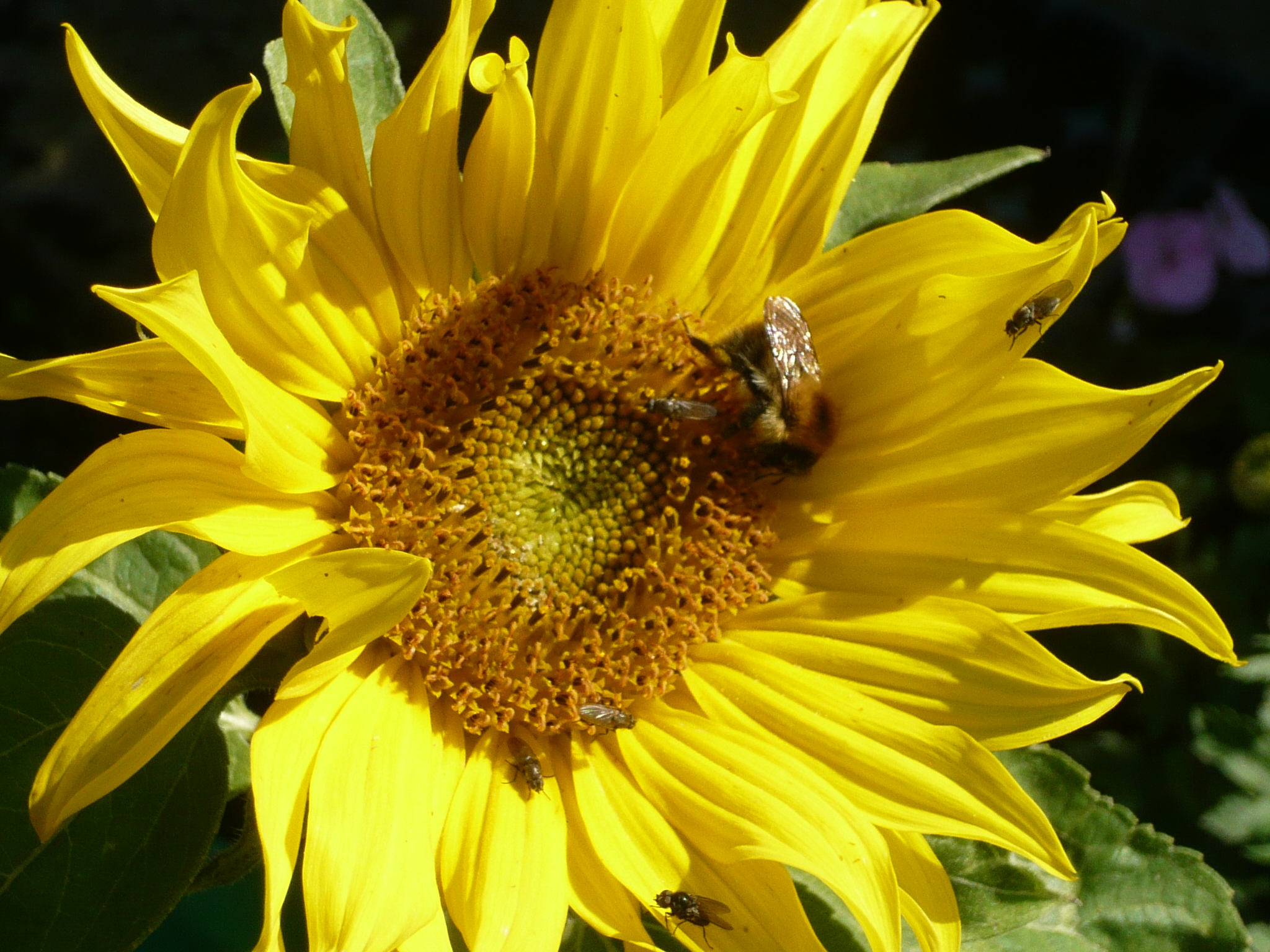 Sunflower Insects Van Gough Missed Gardeners Tips