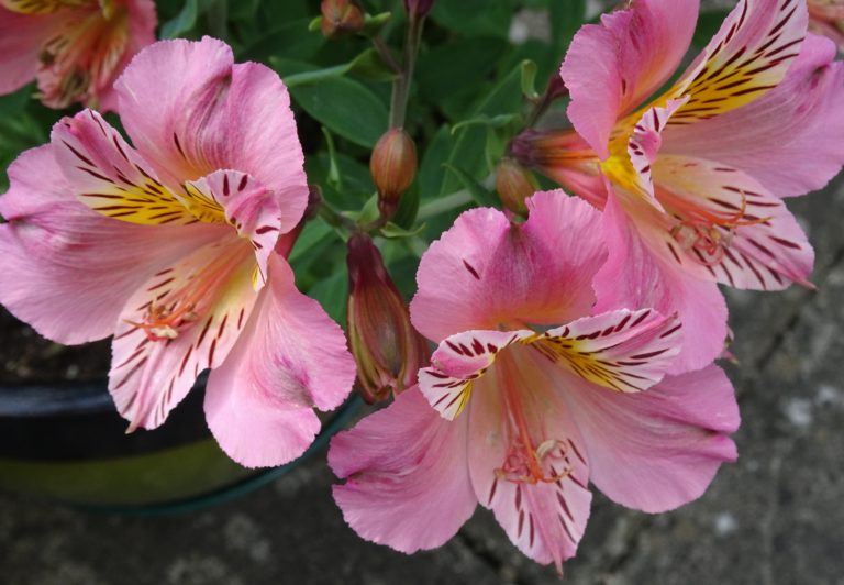 Alstroemeria Interesting Facts AKA Peruvian Lily – Gardeners Tips