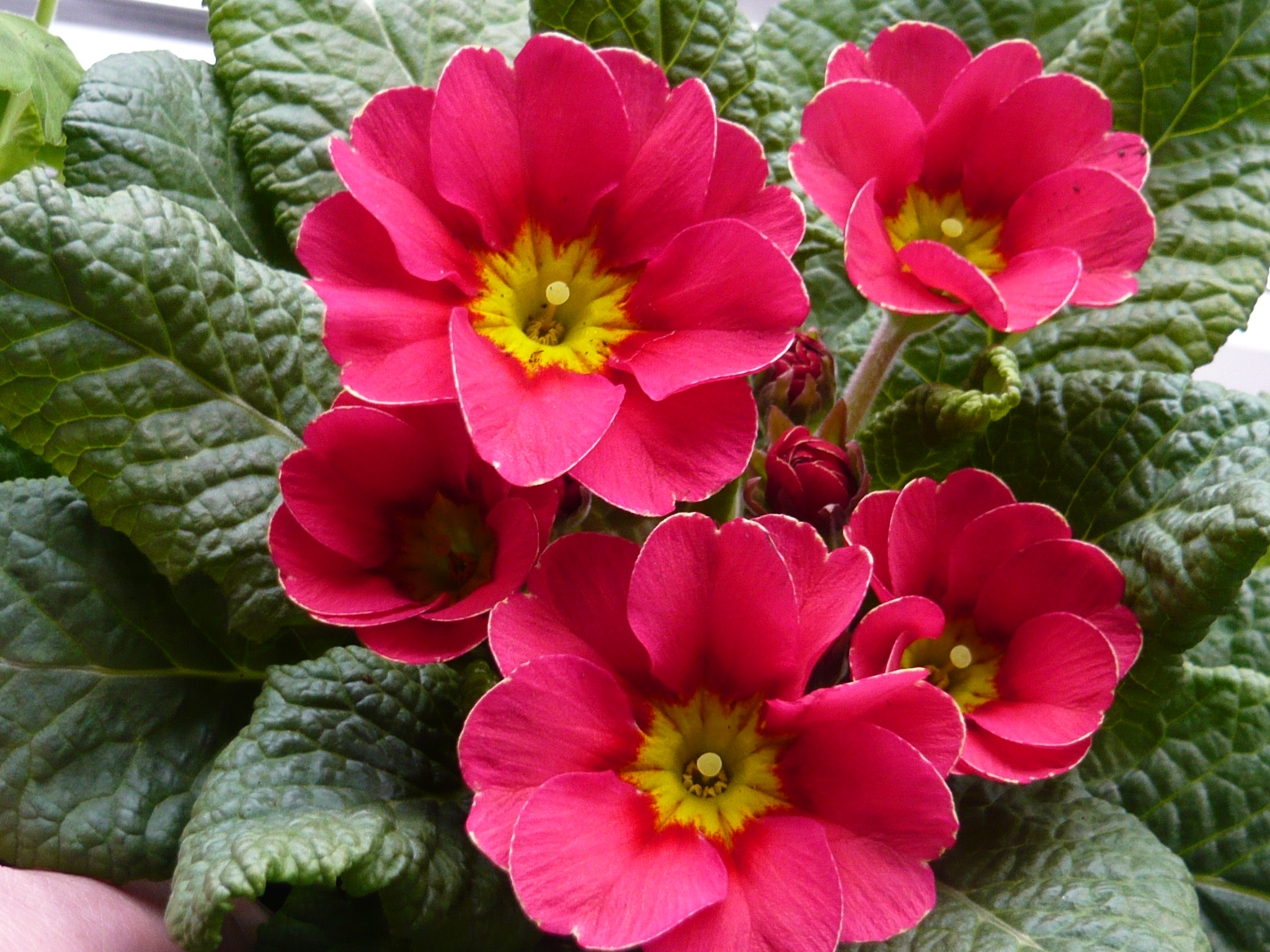 Primrose Pathway – Gardeners Tips