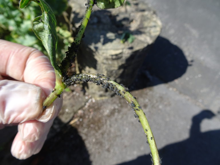 Black Aphids on my Dahlias Gardeners Tips
