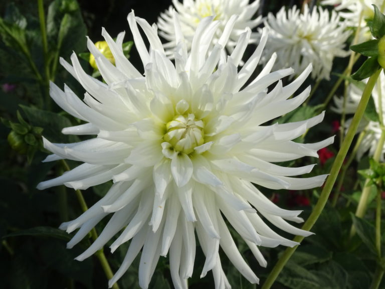 Cactus Dahlia White And Bright Gardeners Tips