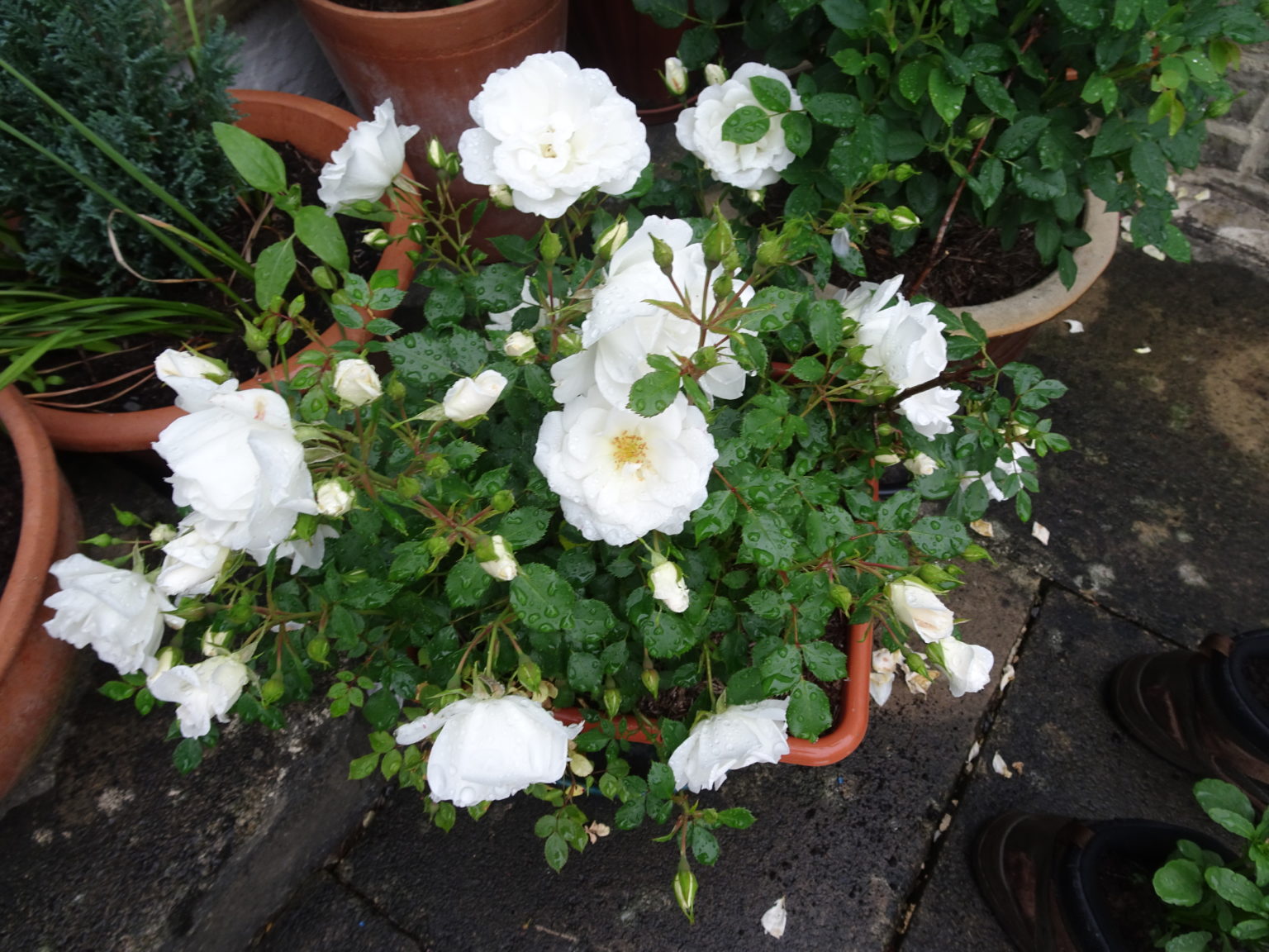 Patio Roses Gardeners Tips