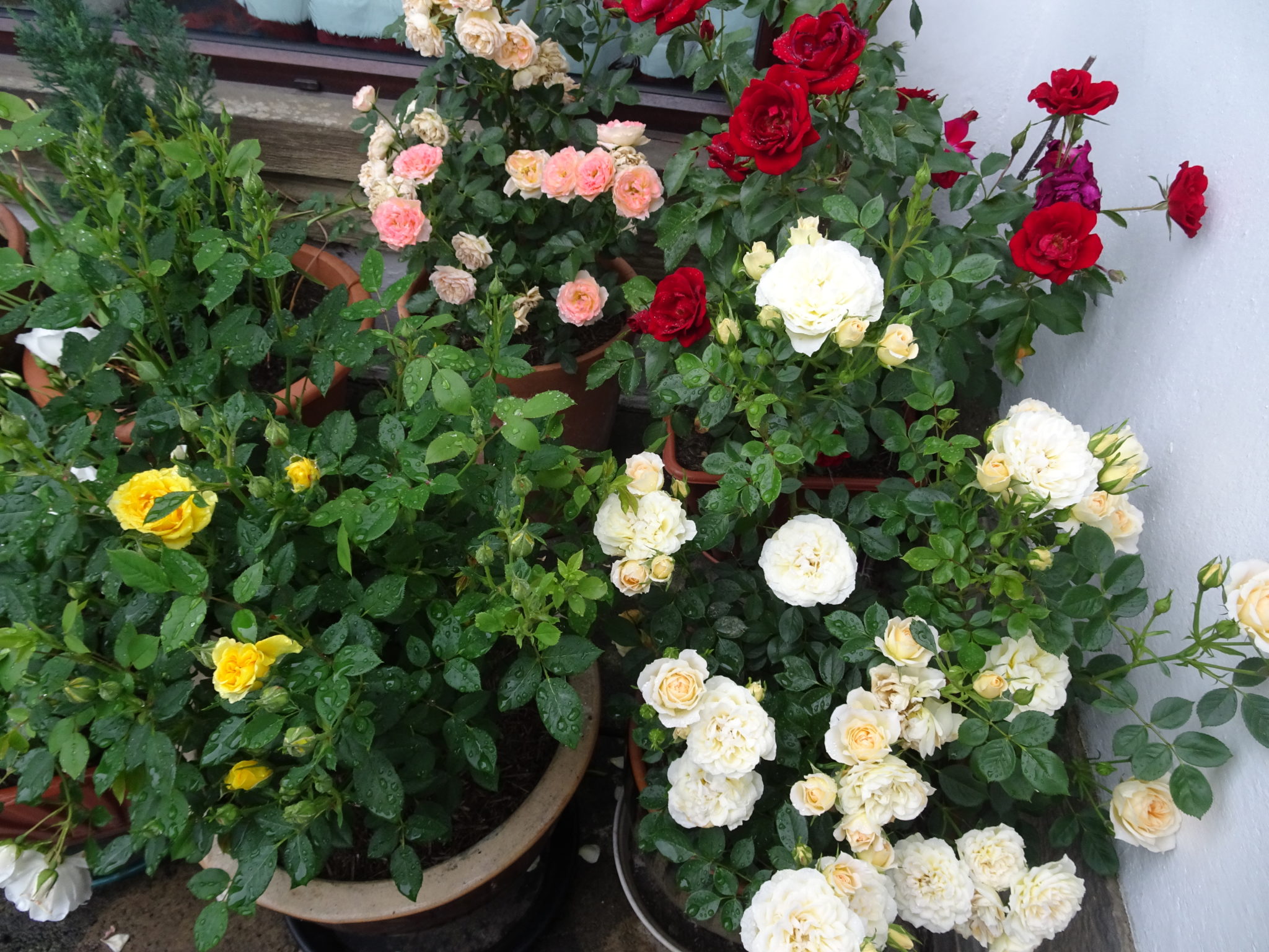 Growing Top Ten Patio Roses Gardeners Tips