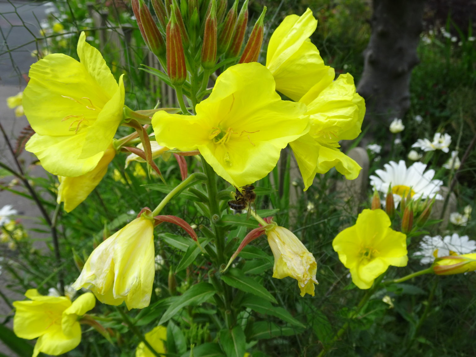 Oenothera biennis Our Evening Primrose Gardeners Tips